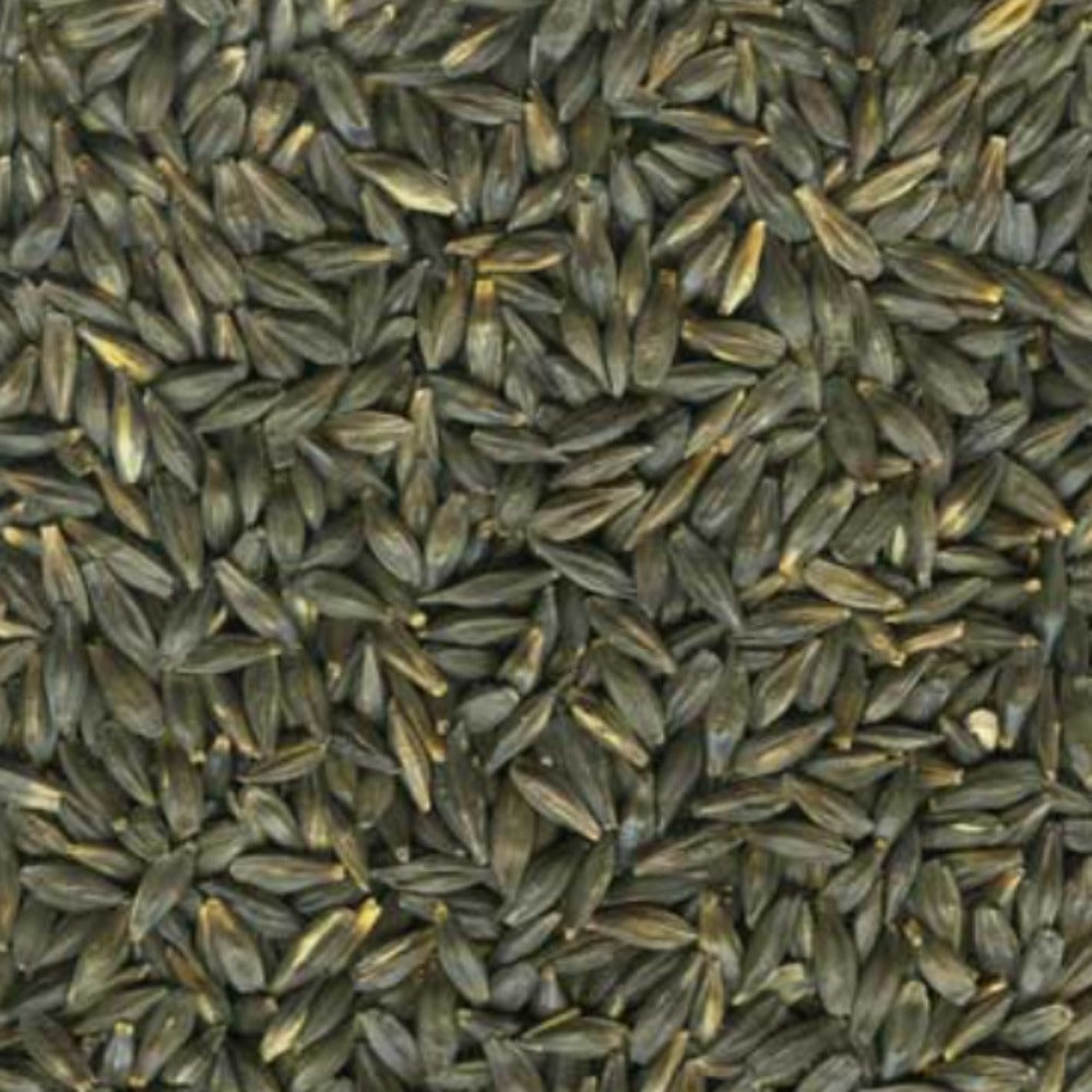 Voyager Black Barley ~ Ethiopian