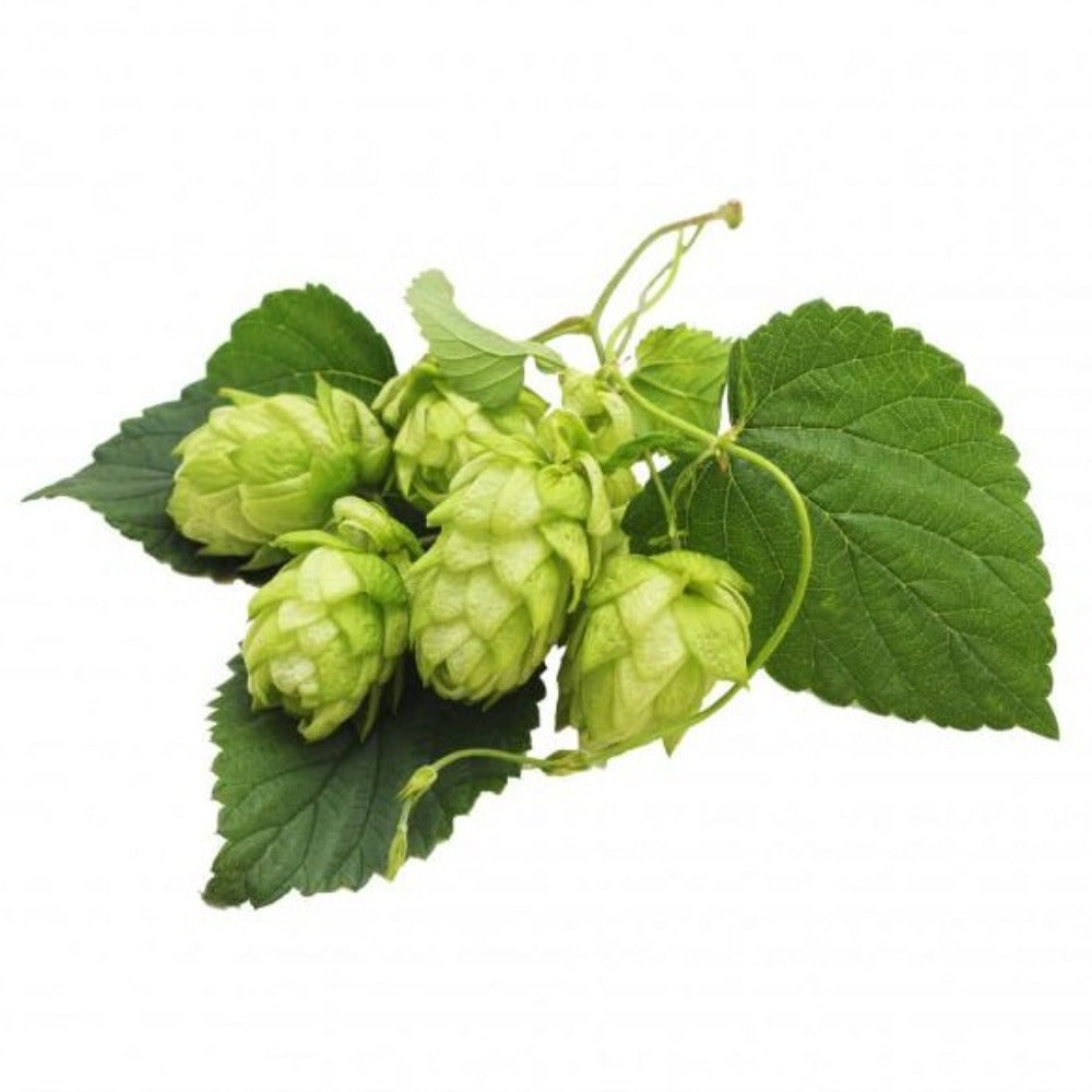 Hops - Great Northern Brewer