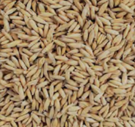 Voyager Organic Malted Oat