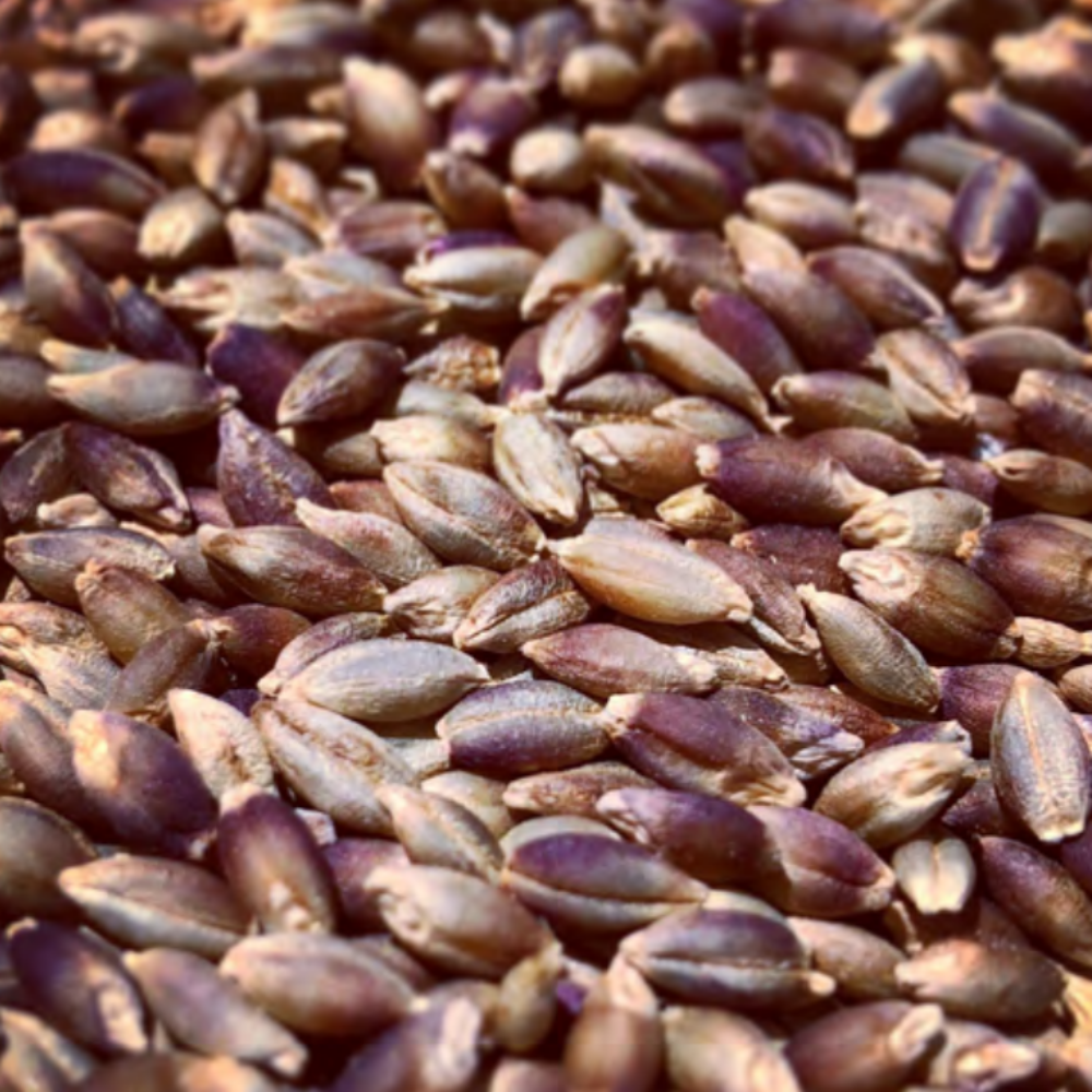 Voyager Tibetan Purple Barley