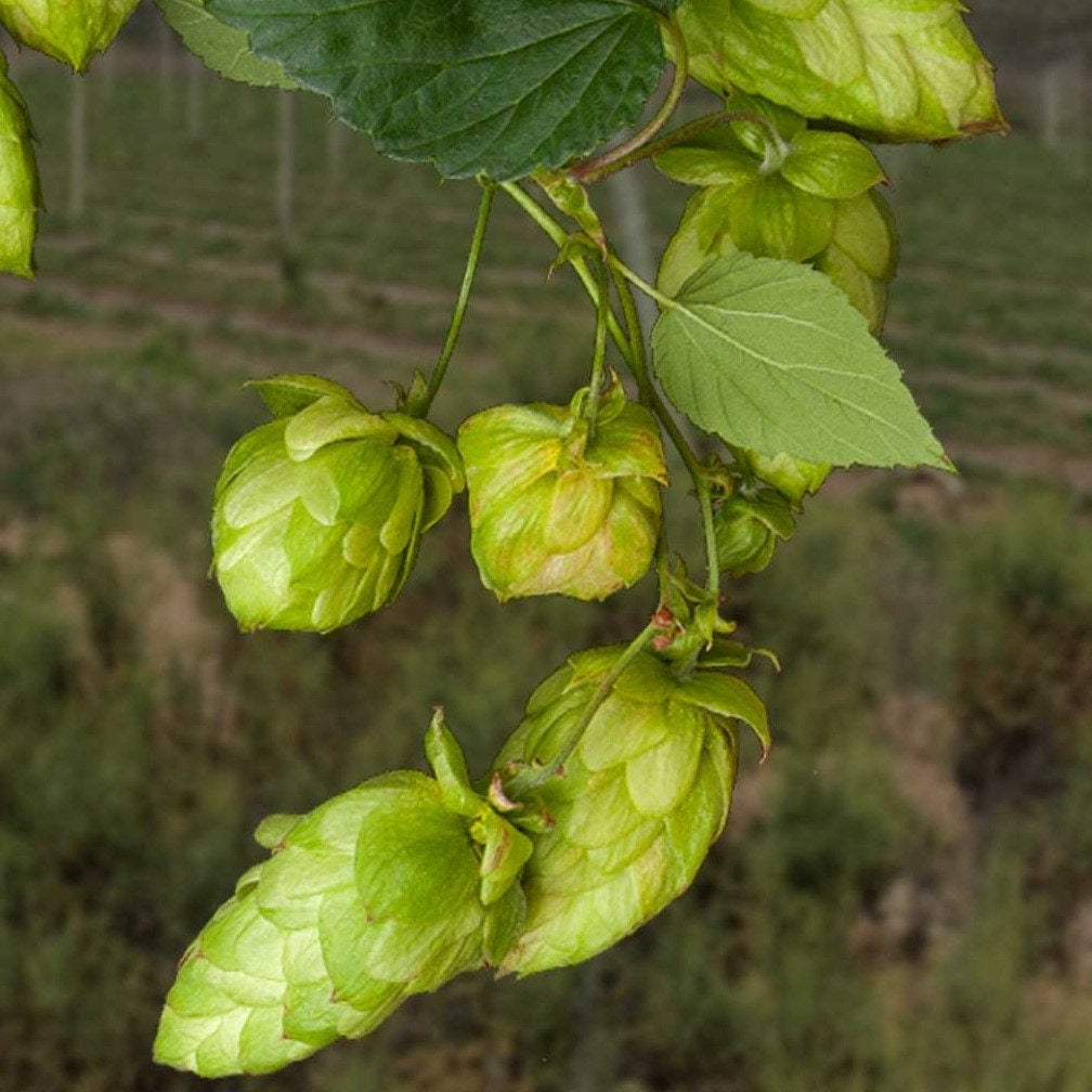Hops - Southern Star